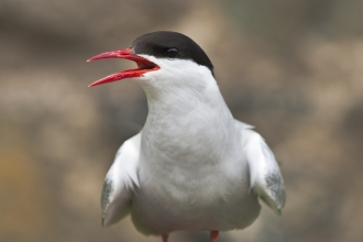 Arctic Tern. Credit: Rob Jordan 2020Vision