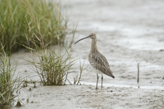 Curlew on mudflat © Terry Whittaker/2020VISION