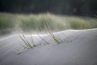 Wind blowing over dune grasses © David Tipling/2020VISION
