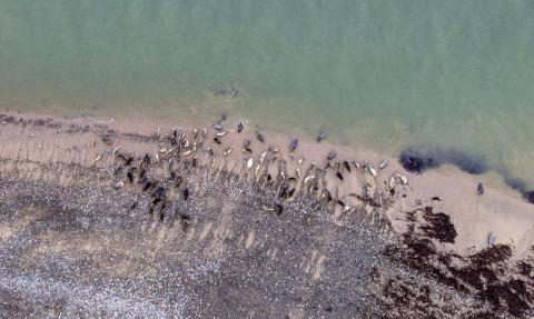 Seals at South Walney. Photo: Colin Aldred