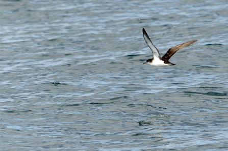 Manx shearwater © Amy Lewis