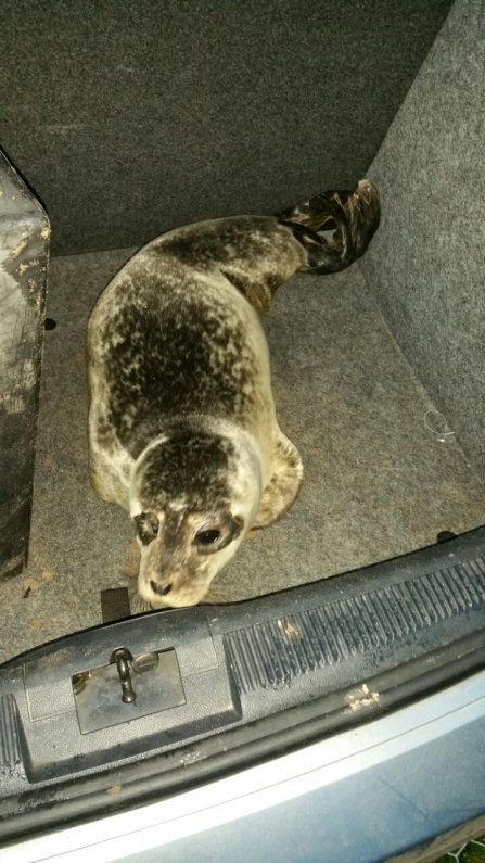 Seal pup in car boot