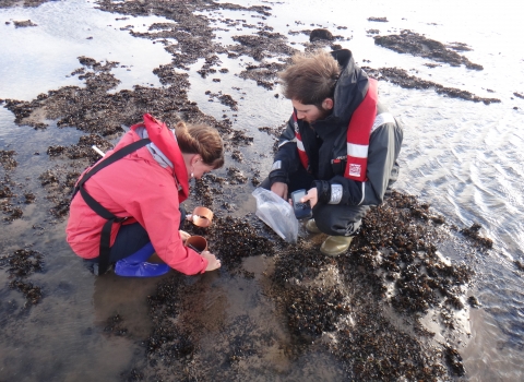 Sieving mussels on a mussel survey