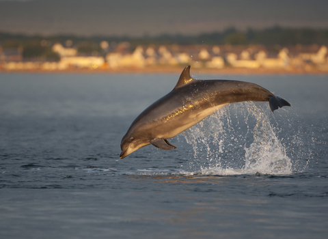 Bottlenose dolphins © John MacPherson/2020VISION