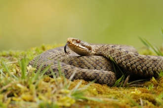 Adder