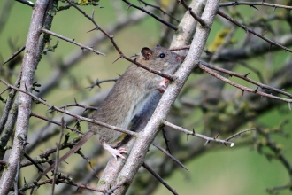 Brown rat