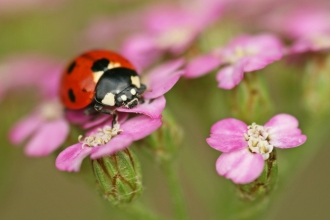 7-spot Ladybird