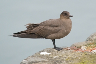 Arctic Skua