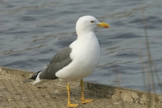 Lesser Black-backed Gull