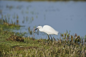 Little Egret