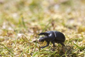 Male minotaur beetle
