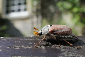 Common Cockchafer