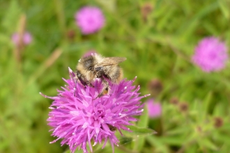 Shrill Carder Bee