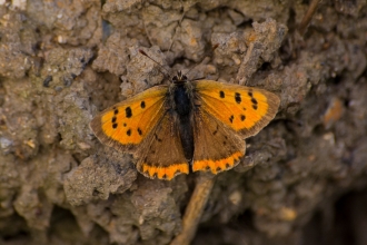 Small Copper butterfly