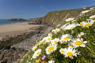 Oxeye Daisy