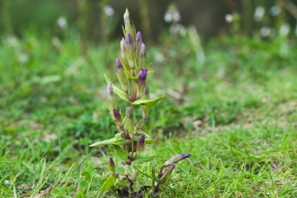 Autumn Gentian