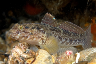 Rock goby