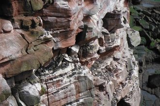 Cliff nesting seabirds at St Bees