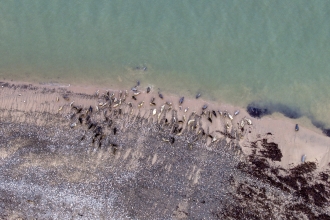 Seals at South Walney. Photo: Colin Aldred