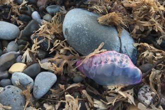 Portuguese man-o-war on the beach ©Mike Davis