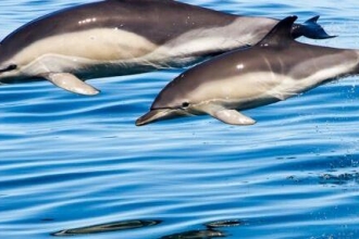 Common Dolphins by Mike Snelle