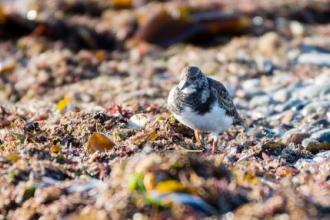 Turnstone feeding amongst the seaweed