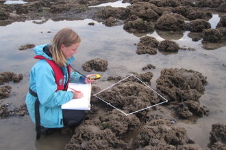 Surveying honeycomb worm reef