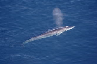 Fin whale