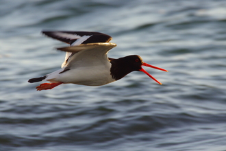 Oystercatcher ©James Rogerson