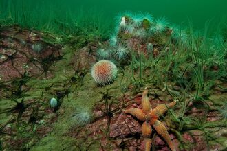 Urchins and brittlestars ©Paul Naylor
