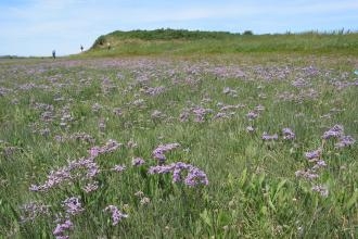 Barnaby's Sands and Burrows Marsh