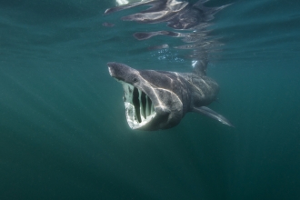 Basking shark feeding on planton ©Alexander Mustard/2020VISION