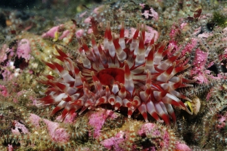 Brittlestars and dahlia anemone © Linda Pitkin/2020VISION