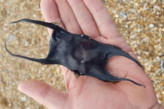 Eggcase Hunting