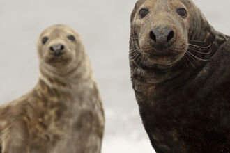 Grey seals © Jamie Hall