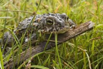 Natterjack toad at Red Rocks Marsh © Rose Manby