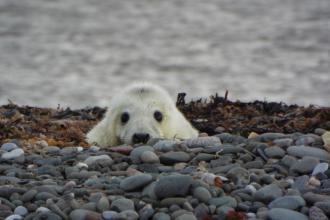 Seal Pup