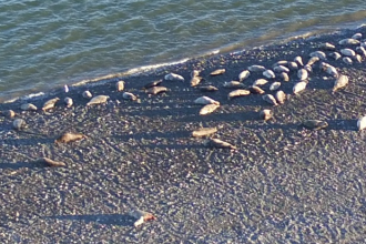 Seal pups