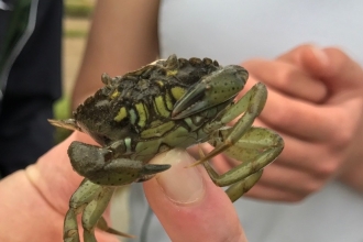 Shore Crab