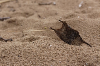 Eggcase in sand