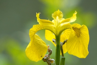 yellow iris