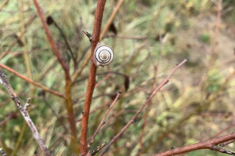 Heath Snail - Dunes Detective