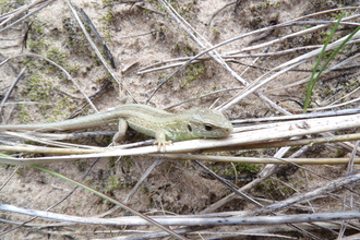 Sand Lizard Jeff Gorse