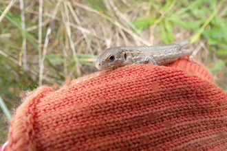 Sand Lizard before re introduction.  © Jeff Gorse 