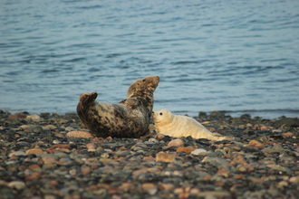First seal pup of the 2021 season