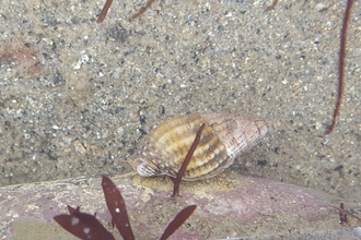 Netted dog whelk