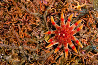 Sun starfish on a bed of brittlestars
