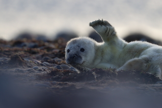 White, fluffy seal pup waving its flipper