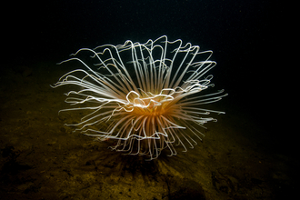 A fireworks anemone living on a muddy sea floor, its long white tentacles flared in a sunburst like an underwater explosion of light