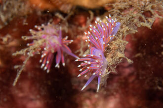 Two pink sea slugs 
